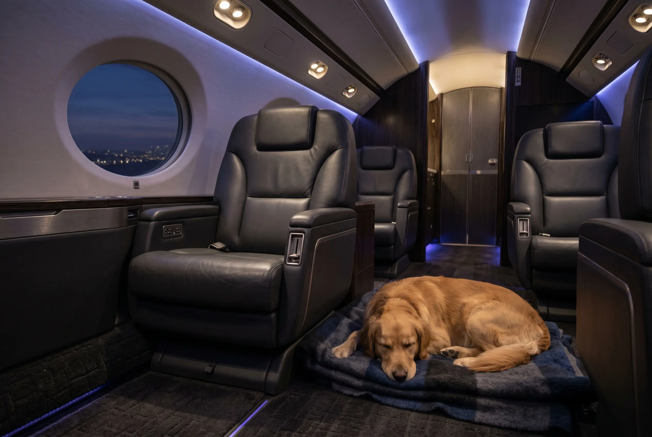 Private jet cabin with a dog resting calmly beside an empty seat on a New York to Miami flight